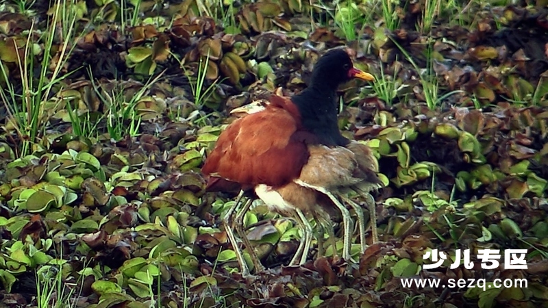 怪诞星球 - 动画资源画廊第4张