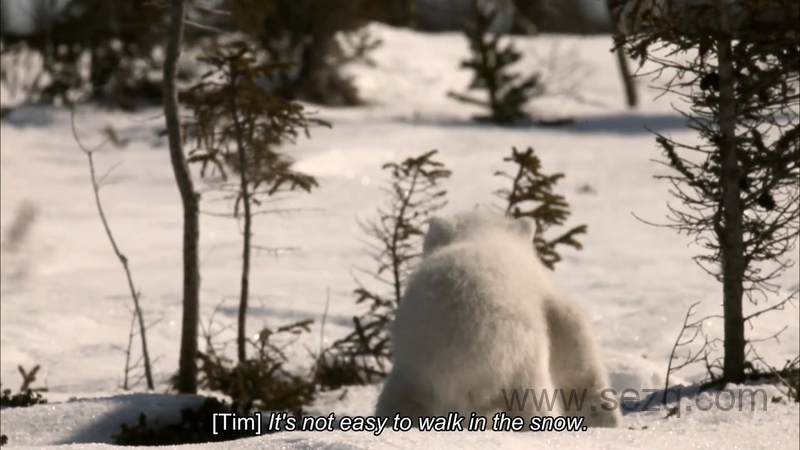 如果我是一只动物 - 动画资源画廊第6张