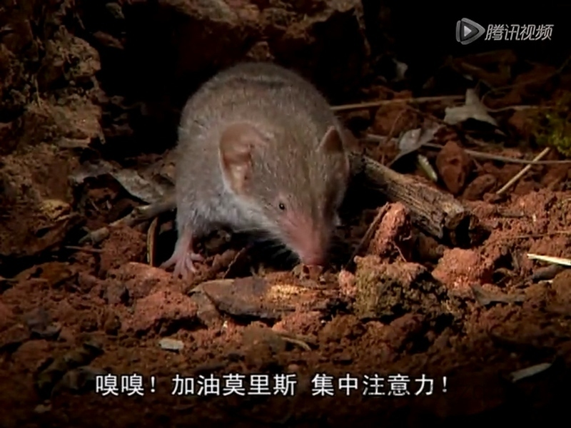 森林小精灵 Tork - 动画资源画廊第7张