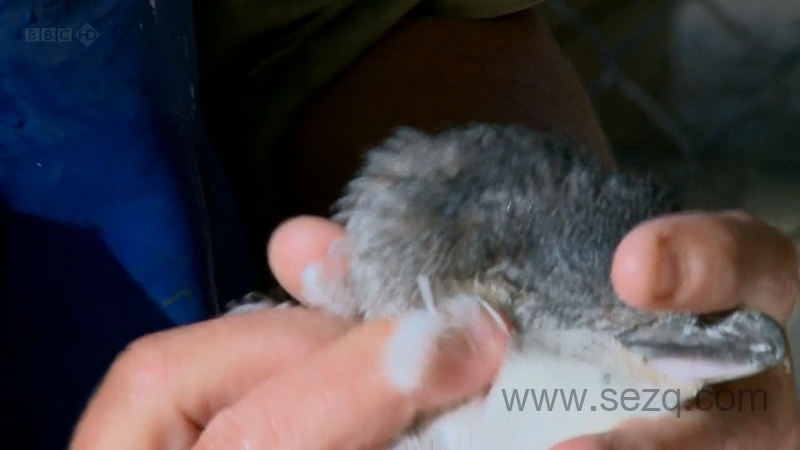 企鹅岛 - 动画资源画廊第9张