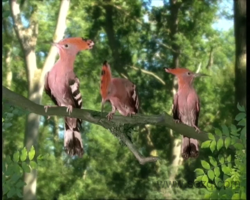 花园宝宝 - 动画资源画廊第4张