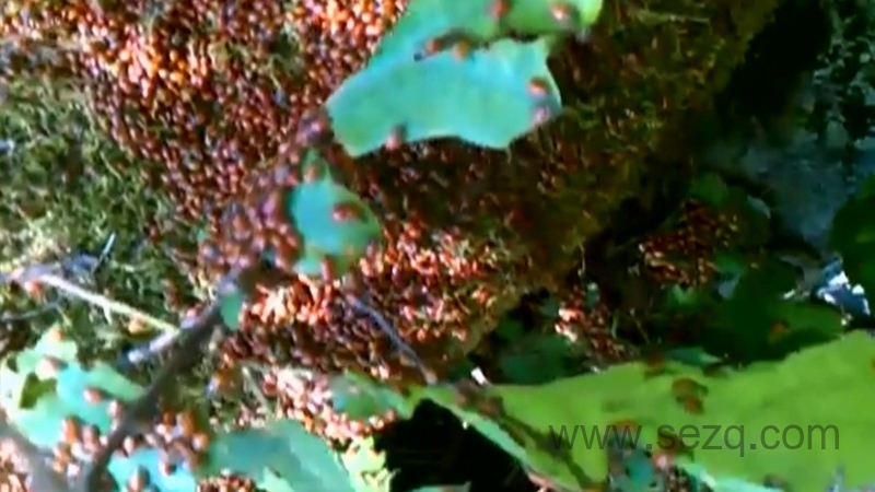 自然界最怪异的事件 - 动画资源画廊第6张