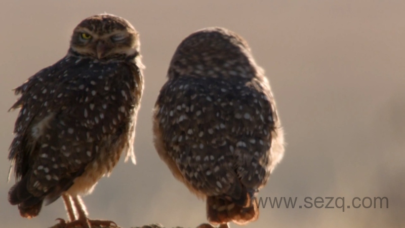 野性巴西 - 动画资源画廊第5张