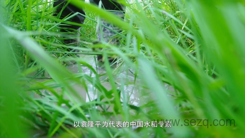 影响世界的中国植物 - 动画资源画廊第2张