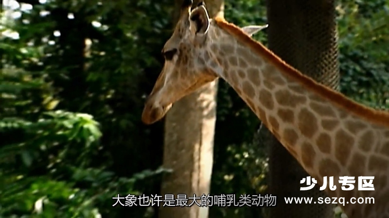 森林动物园 - 动画资源画廊第6张