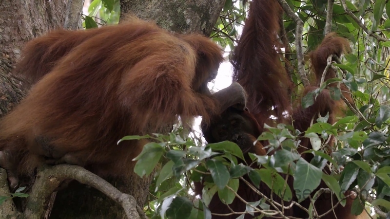 猩球学院 - 动画资源画廊第4张