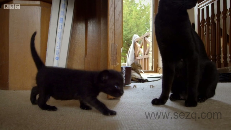 遇见喵星人 - 动画资源画廊第3张