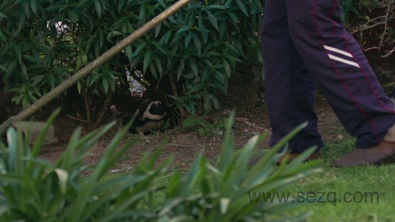 企鹅小镇 - 动画资源画廊第6张