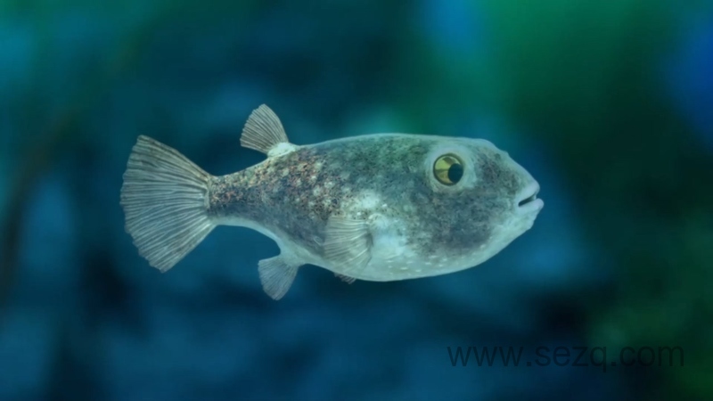 外星TV - 动画资源画廊第2张