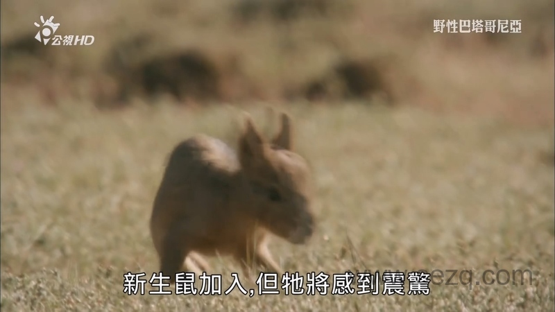 野性巴塔哥尼亚 - 动画资源画廊第9张