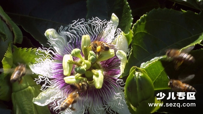 怪诞星球 - 动画资源画廊第7张