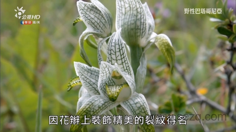 野性巴塔哥尼亚 - 动画资源画廊第4张