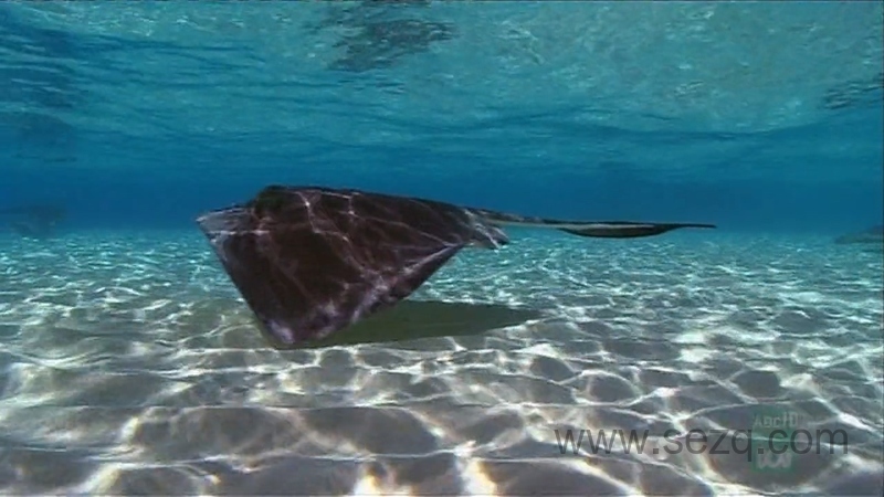 野性加勒比 - 动画资源画廊第8张