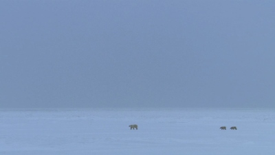 BBC纪录片《冰冻星球 Frozen Planet》第一季 国语中英双字 全8集MKV下载 - 少儿专区