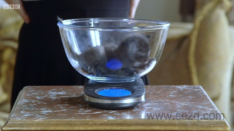 遇见喵星人 - 动画资源画廊第7张