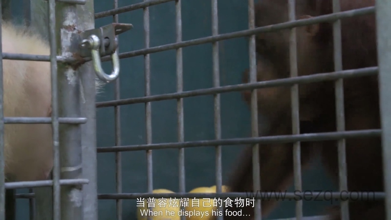 猩球学院 - 动画资源画廊第2张