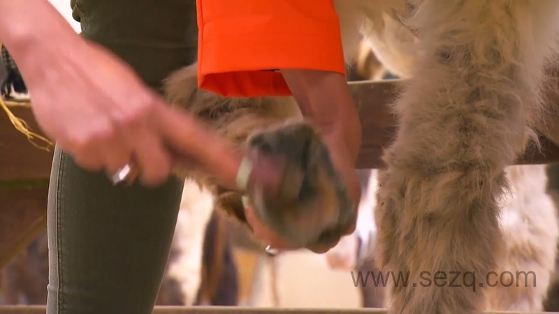 我的宠物和我 - 动画资源画廊第6张