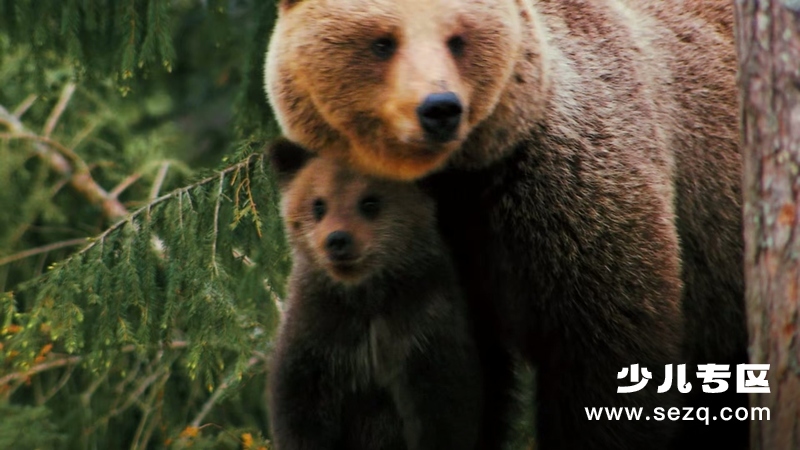 如果我是一只动物 - 动画资源画廊第6张