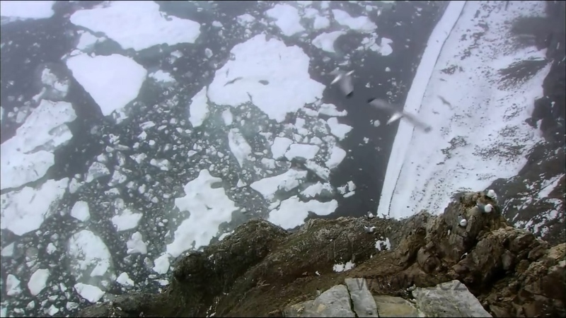 野性俄罗斯 - 动画资源画廊第9张