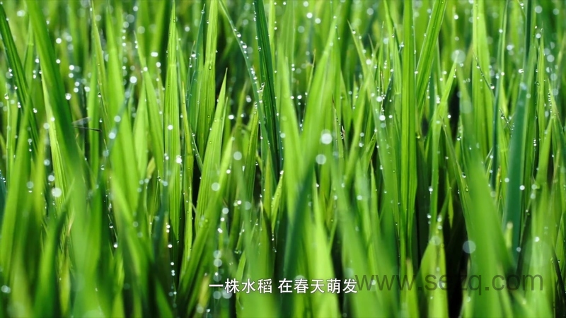 影响世界的中国植物 - 动画资源画廊第8张