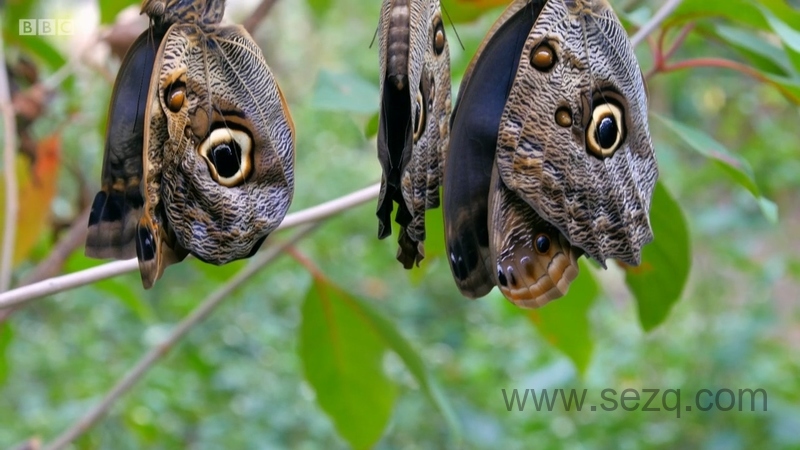 你知道吗？ - 动画资源画廊第8张