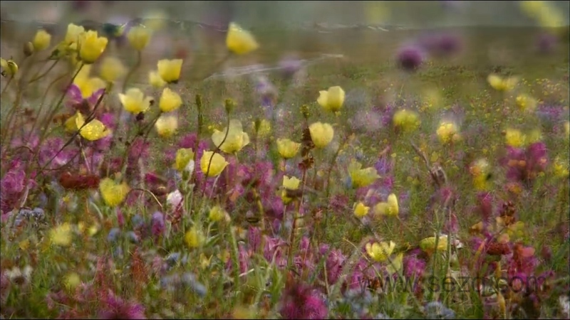 野性俄罗斯 - 动画资源画廊第5张