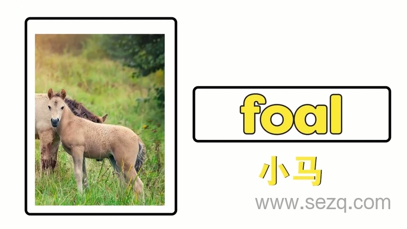 青果双语动物认知 - 动画资源画廊第5张