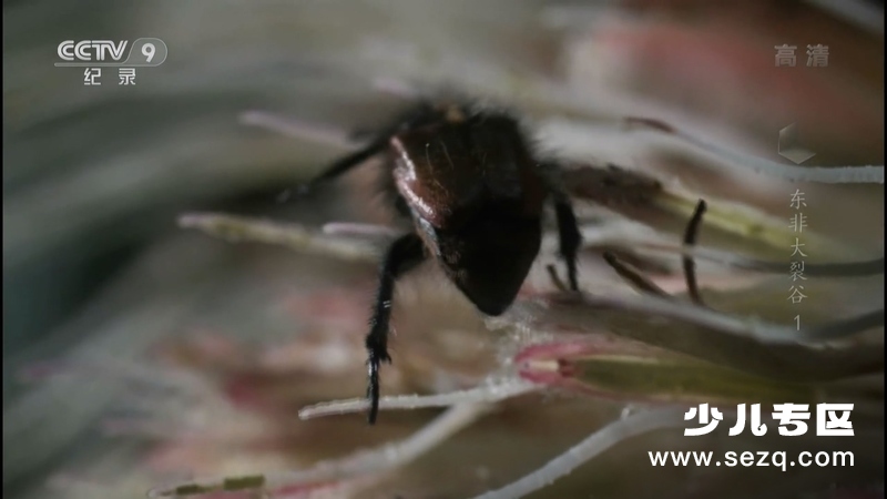 东非大裂谷 美丽的非洲心脏 - 动画资源画廊第4张