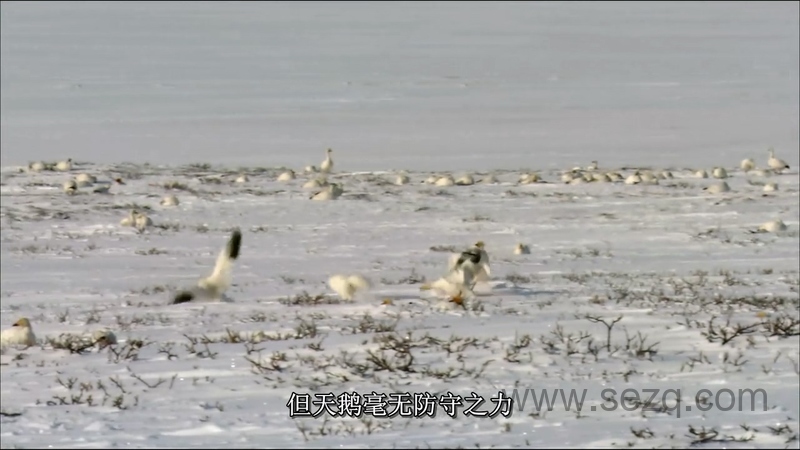 野性俄罗斯 - 动画资源画廊第3张