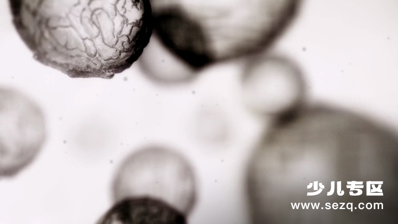 生命的奇迹 - 动画资源画廊第2张