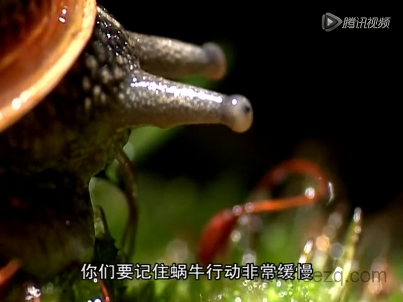 森林小精灵 Tork - 动画资源画廊第4张