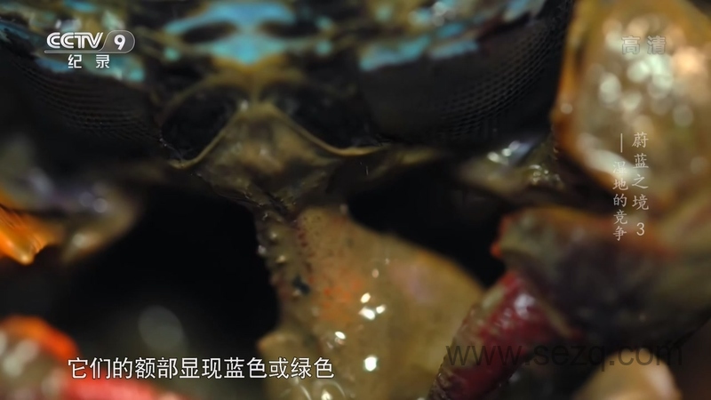 蔚蓝之境 - 动画资源画廊第3张