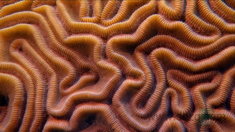 野性加勒比 - 动画资源画廊第3张