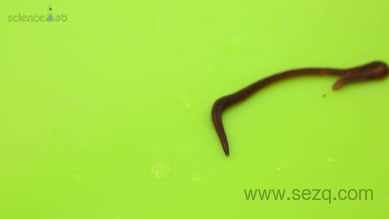 芝麻爱科学 - 动画资源画廊第6张