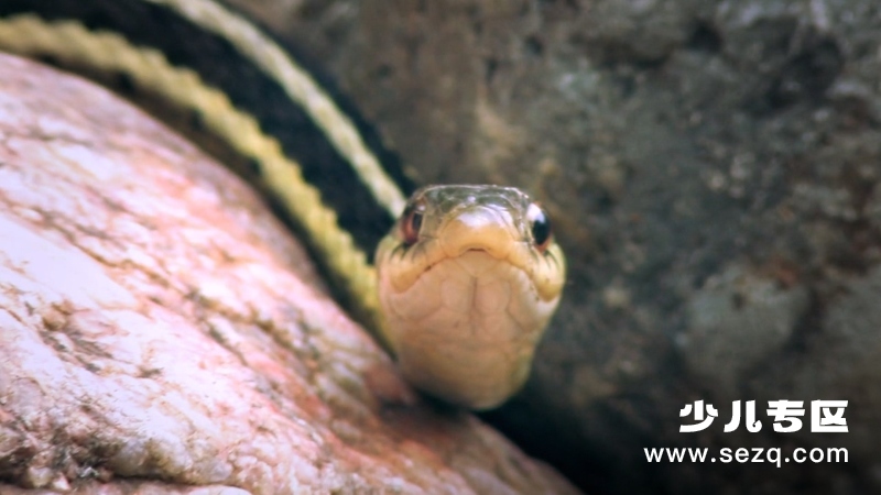 怪诞星球 - 动画资源画廊第8张