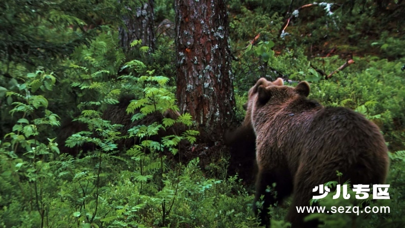 如果我是一只动物 - 动画资源画廊第7张