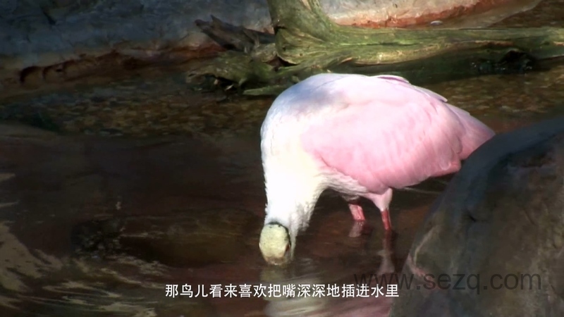 野生动物宝宝 - 动画资源画廊第2张