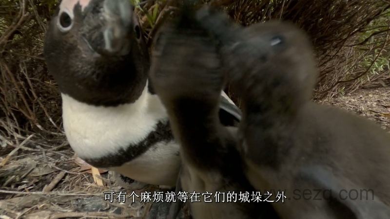 企鹅小镇 - 动画资源画廊第8张