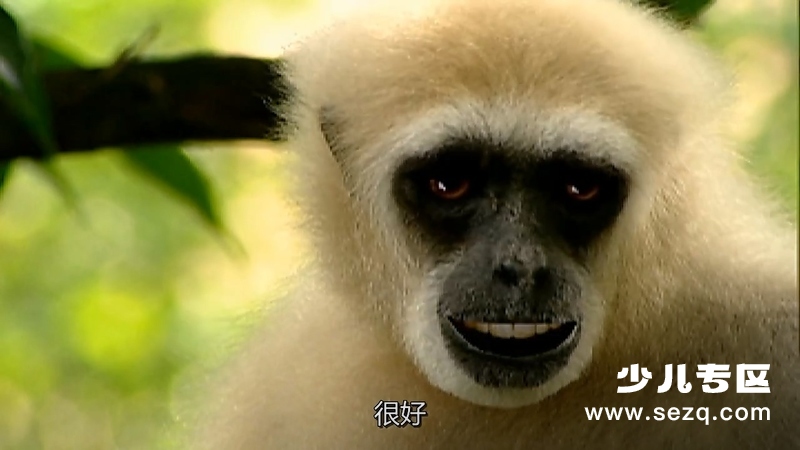 森林动物园 - 动画资源画廊第8张