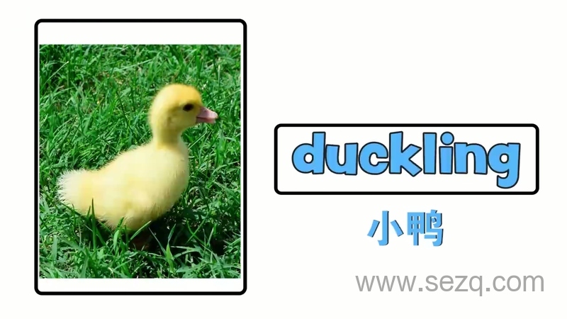 青果双语动物认知 - 动画资源画廊第7张