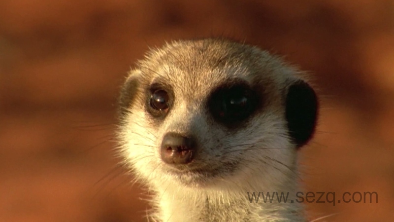 安迪的前五名的恐龙 - 动画资源画廊第6张