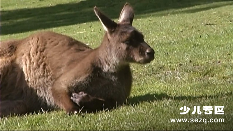 森林动物园 - 动画资源画廊第7张