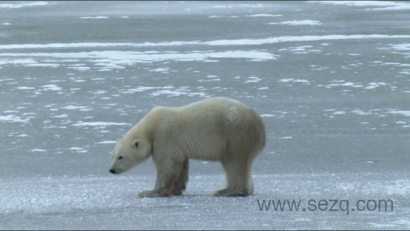 如果我是一只动物 - 动画资源画廊第5张