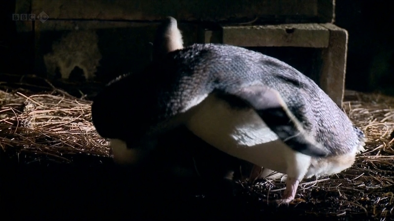 企鹅岛 - 动画资源画廊第3张