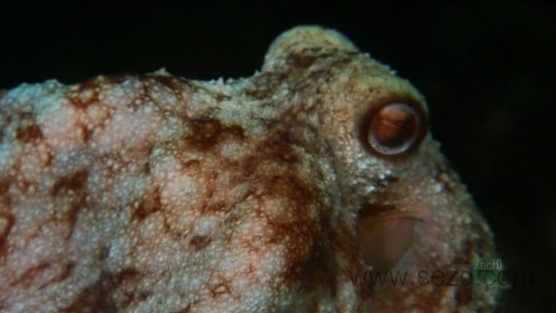 野性加勒比 - 动画资源画廊第4张