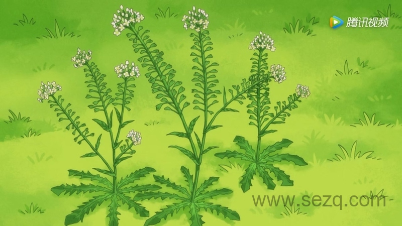 可爱巧虎岛 - 动画资源画廊第3张