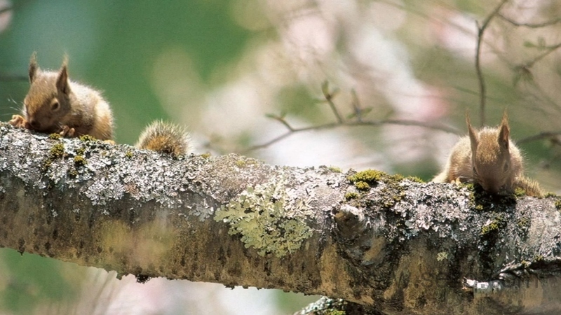 巧虎宝宝月龄版 2019年16月-32个月 - 动画资源画廊第3张