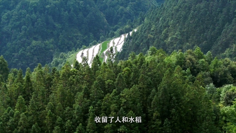 影响世界的中国植物 - 动画资源画廊第6张