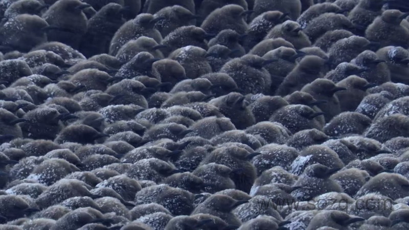 安迪的动物宝宝 - 动画资源画廊第4张