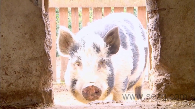 我的宠物和我 - 动画资源画廊第6张